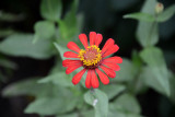 Botanical garden, Tanna