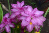 Botanical garden, Tanna