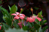 Botanical garden, Tanna