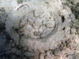 A silt-covered tire in the shallows at Million Dollar Point