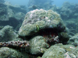 Nudibranch at Million Dollar Point, Vanuatu