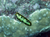 VanuatuDiveOct12 0273.jpg