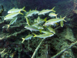 Yellowfin goatfish (Mulloides vanicolensis)