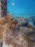 Soft coral, Million Dollar Point