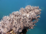 Soft coral, Million Dollar Point