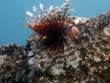 Lionfish at the coastal trader wreck, Million Dollar Point