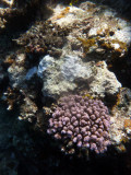Coral, Vila Bay, Efat-Vanuatu