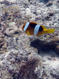 Clownfish (Anemone Fish), Vila Bay-Vanuatu