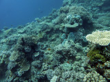 FijiDiveOct12 382.jpg