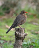 Wildlife Garden, Queens Gate