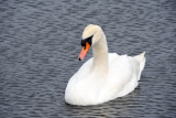 Swan, Round Pond, Kensington Gardens