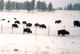 Bison along I-70, Colorado