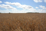 Fields of grain ready to harvest in August, Sylt
