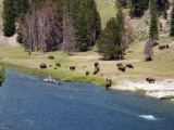 Bison along the Yellowstone River