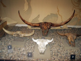 Royal Alberta Museum - giant prehistoric bison