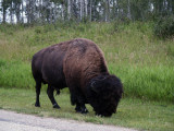 Bison, Elk Island National Park