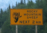 Rocky Mountain Sheep, Spray Valley Provincial Park