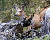 Deer, Jasper National Park