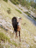 Bighorn Sheep, Jasper National Park