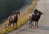 Bighorn Sheep, Jasper National Park
