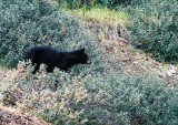 Black bear in the berry bushes, Jasper