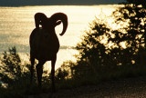 Silhouette of a bighorn ram against Medicine Lake, Jasper National Park