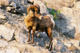 Bighorn sheep, Jasper National Park