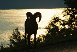 Silhouette of a bighorn ram against Medicine Lake, Jasper National Park