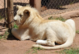 Leo the white lion cub