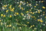 Spring Flowers, Saint Stephens Green Park, Dublin