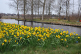 Yellow Narcissus along a canal between Hillegom and Zilk
