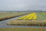 Hogeveense polder, De Bollenstreek, Noordwijkerhout