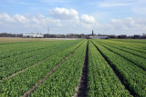 Tulips along Prinsenweg about to bloom with the tower of Sint-Pancratiuskerk in Sassenheim