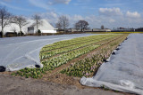 Some of the flowers were covered with plastic between Voorhout and Sassenheim, April 2013