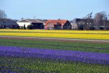 Hyacinth fields, Achterweg-Zuid, Lisse