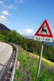 Deer crossing sign, Norway
