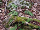 Trailside Green