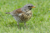 Fieldfare