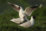 Black-headed Gull, mounting the wrong end