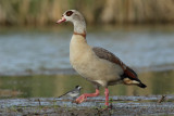 Egyptian Goose