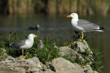 Yellow-legged Gull