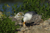 Yellow-legged Gull