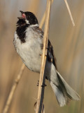 Reed Bunting, male