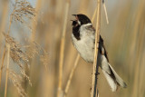 Reed Bunting, male