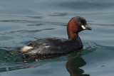 Little Grebe