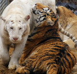 tigers of color 11 2012 030 7x6.5.jpg