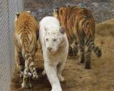 tigers of color orig 035 a 8x10.jpg