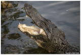 Everglades