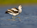 American Avocet