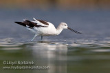 American Avocet